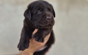 Stenci Labrador retrivera