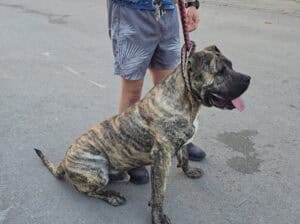 Mlad mužjak Presa Canario