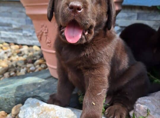 Čokoladni štenci labradora