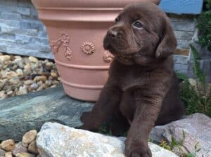 Čokoladni štenci labradora