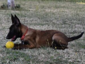 Belgijski ovčar (Malinoa) štenci
