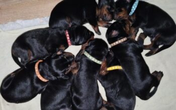 Doberman štenci na prodaju