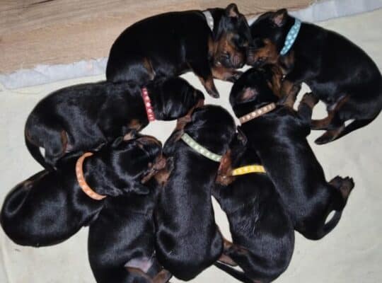 Doberman štenci na prodaju