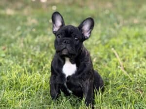 Francuski Buldog prelepo muško štene