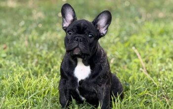 Francuski Buldog prelepo muško štene