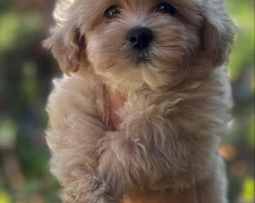 Maltipoo vrhunske genetike