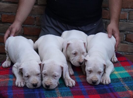 Dogo Argentino štenci