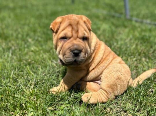 Shar pei – šar pej stenci