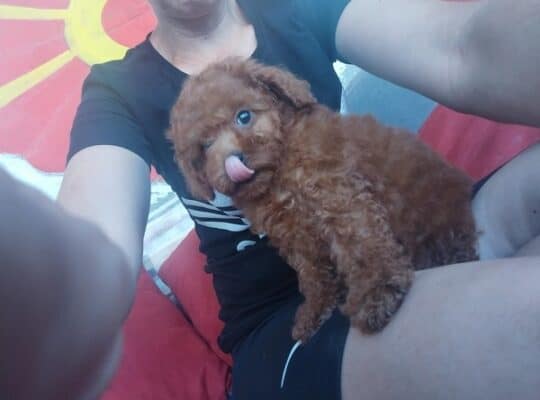 Crvena toy pudla 