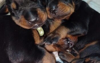 Doberman štenci na prodaju