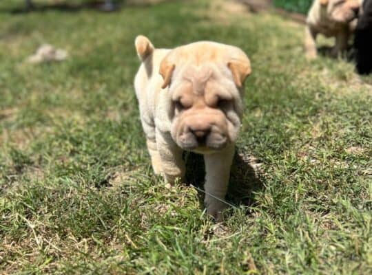 Shar pei – šar pej stenci