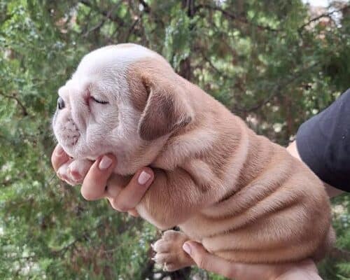 Engleski Buldog