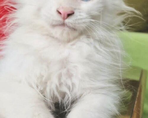 Maine Coon mačići