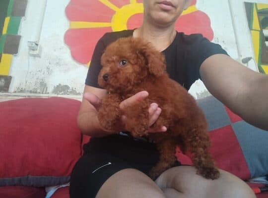 Crvena toy pudla 
