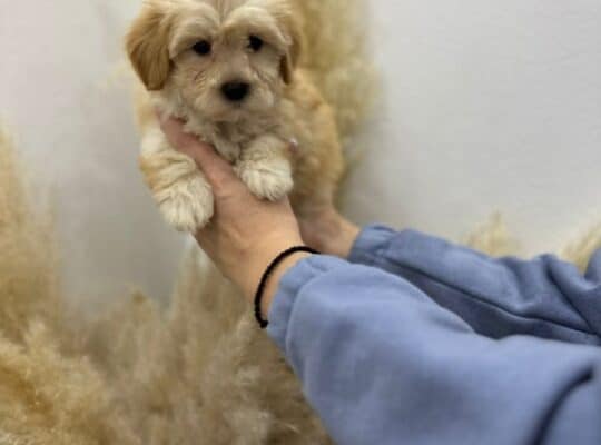 Maltipoo vrhunske genetike