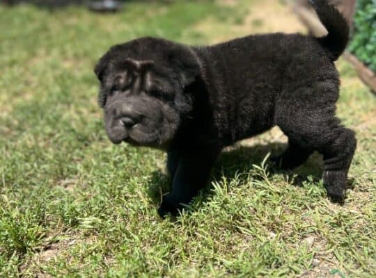 Shar pei – šar pej stenci