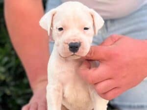 Argentinska doga ( Dogo Argentino )