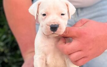 Argentinska doga ( Dogo Argentino )