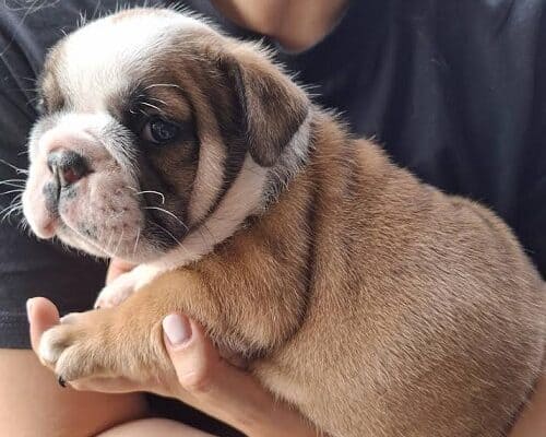 Engleski Buldog