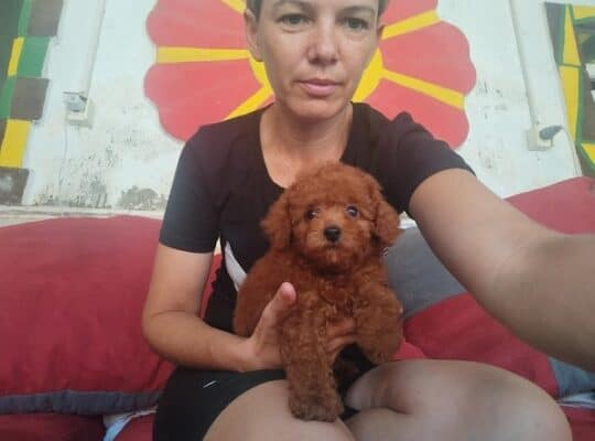 Crvena toy pudla 