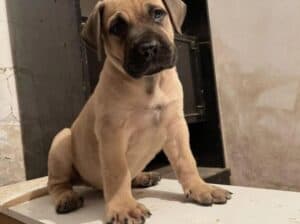 Južnoafrički mastif Boerboel štenci