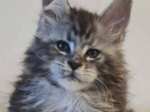 Maine Coon mačići