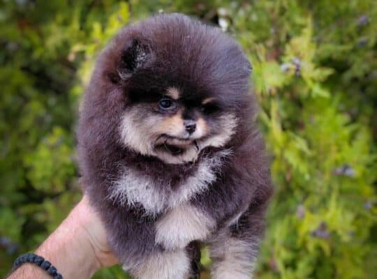 Pomeranac prelepi stenci