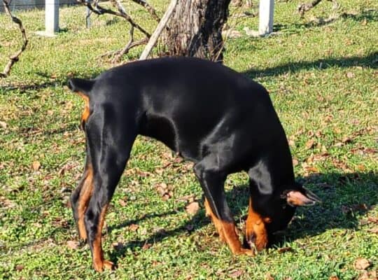 Doberman štenci na prodaju