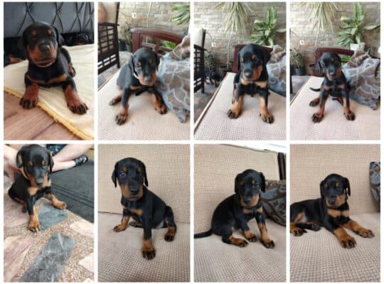 Doberman prelepi stenci