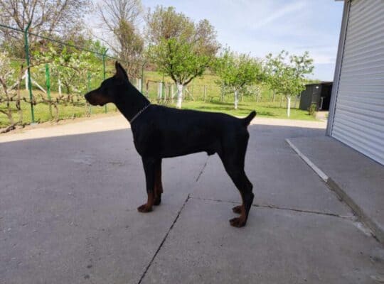 Doberman štenci na prodaju