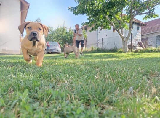 Južnoafrički mastif Boerboel štenci