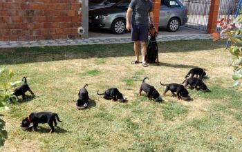 Doberman prelepi stenci