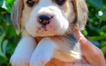 Bigl trobojni štenci