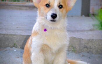 Velški Korgi Pembork, štenci  