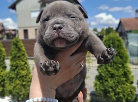 American bully pocket