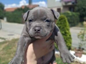 American bully pocket