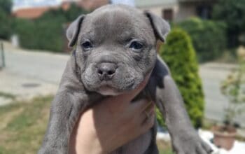 American bully pocket
