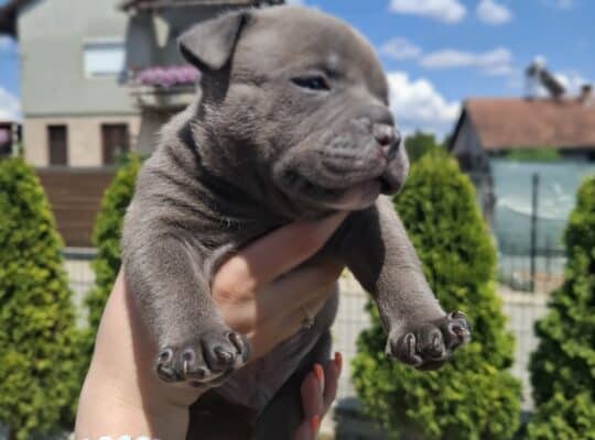American bully pocket