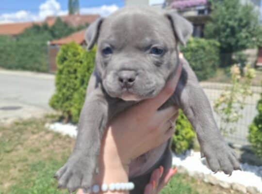 American bully pocket