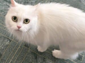 Poklanjamo persijsku macu