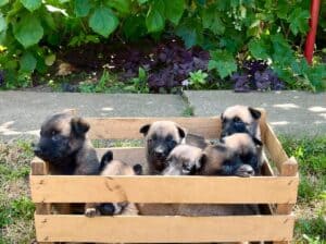 Belgijski ovčar (Malinoa) štenci