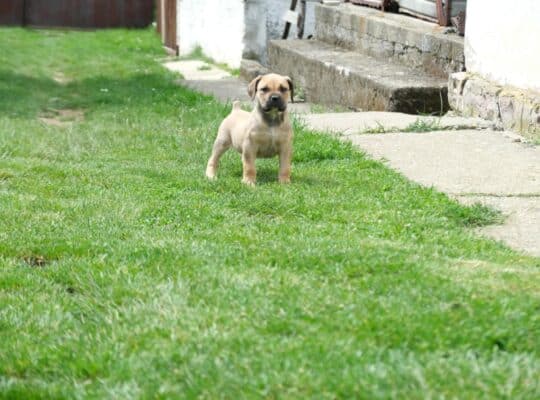 Južnoafrički mastif Boerboel štenci