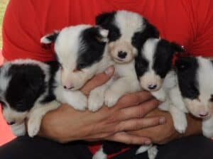 Border Collie štenci