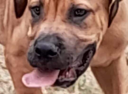 Južnoafrički mastif Boerboel štenci