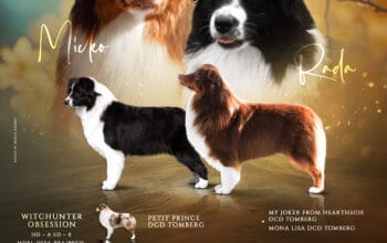 Australijski ovcar stenci