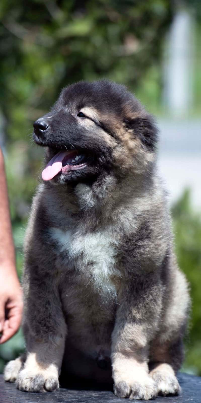Kavkaski ovčar prelepi štenci - MyPets