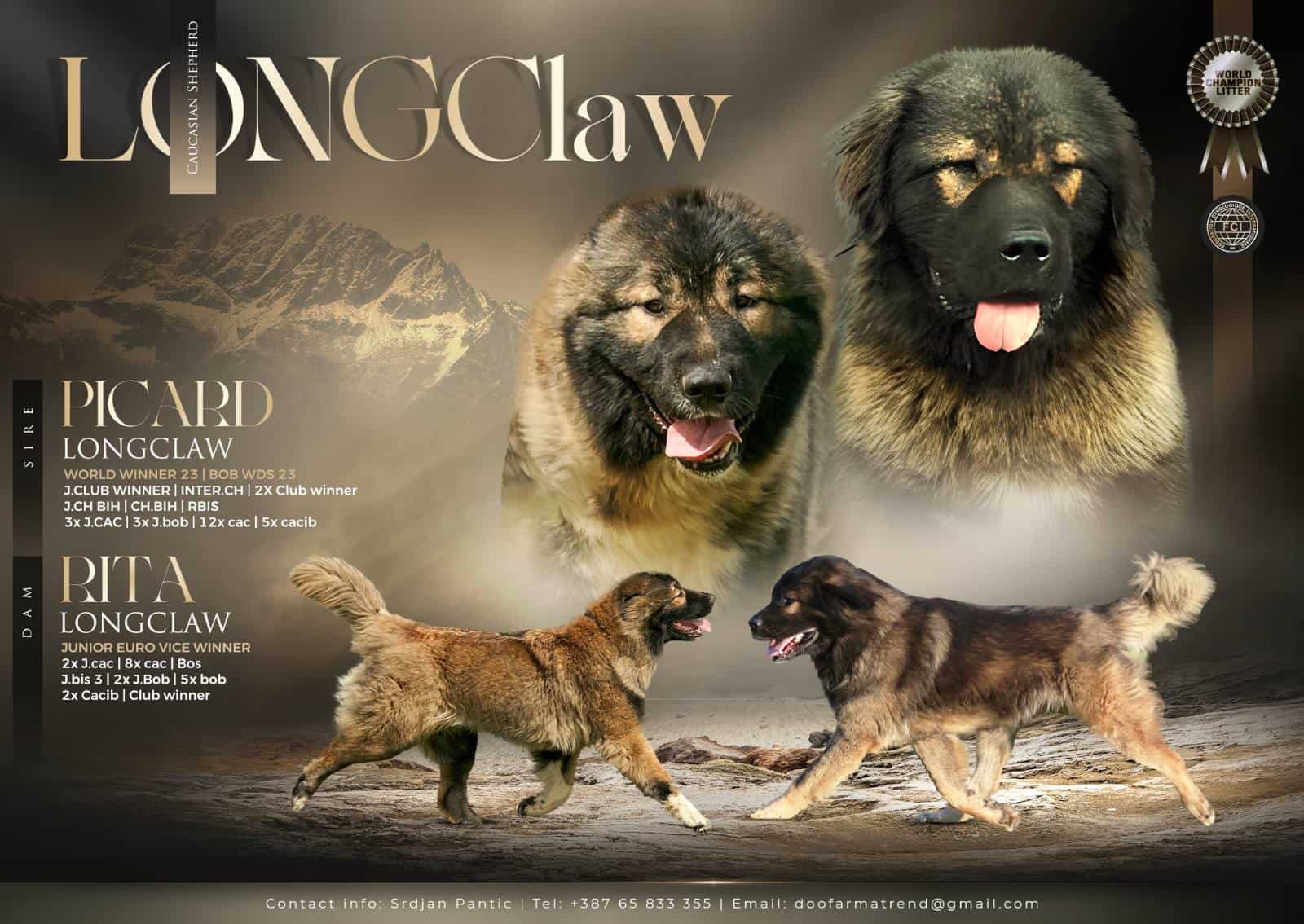 Kavkaski ovčar prelepi štenci - MyPets