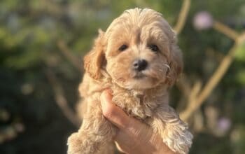 Maltipoo vrhunske genetike