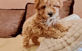 Maltipoo štenci