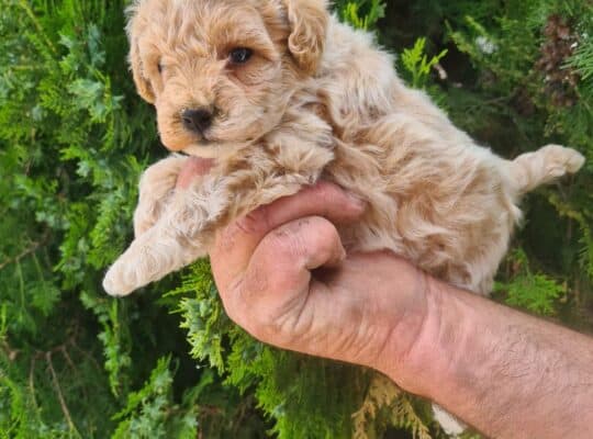 Maltipoo štenci